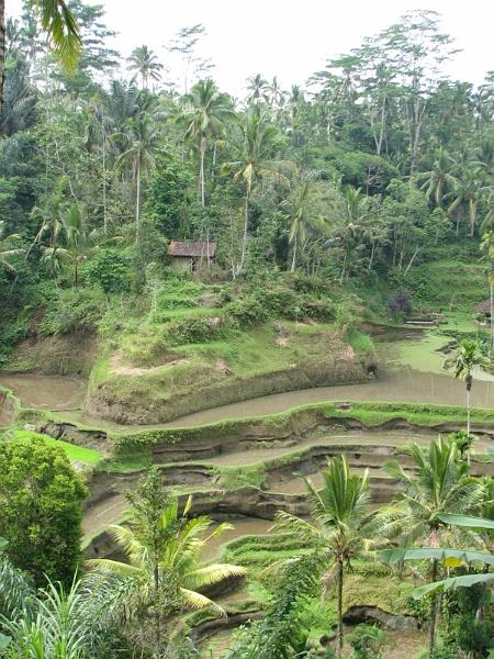 2007 07 17 BALI 0035.jpg